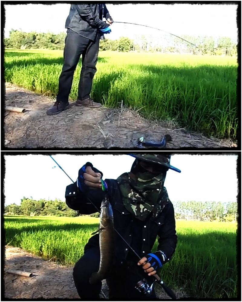 ไอ้ช่อน.......มันโหดมากก...ก..ก.......กัดรัว 4 ทีซ้อนนน..น..น........ [ มีคลิป ]