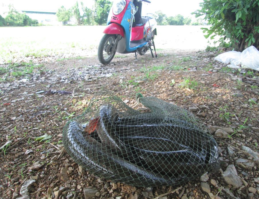 ช่อน......ข้างนา
