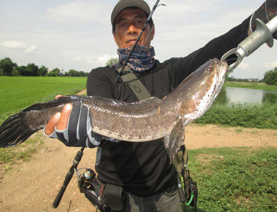 ช่อน......ข้างนา