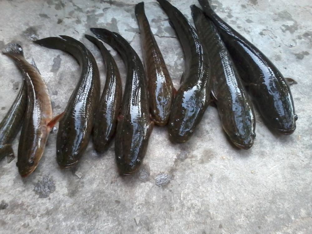 ทริปออกแวนซ์ หมายข้างทาง