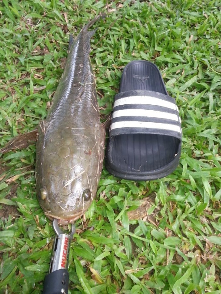 โทรฟี่ส่งท้ายปี