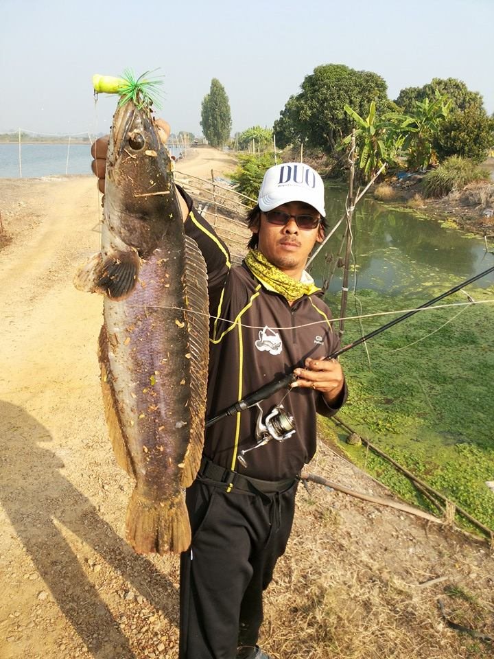 ชะโดปีใหม่