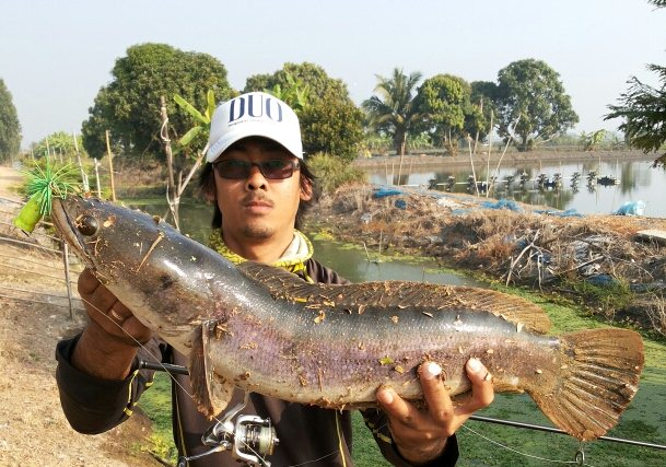 ชะโดปีใหม่
