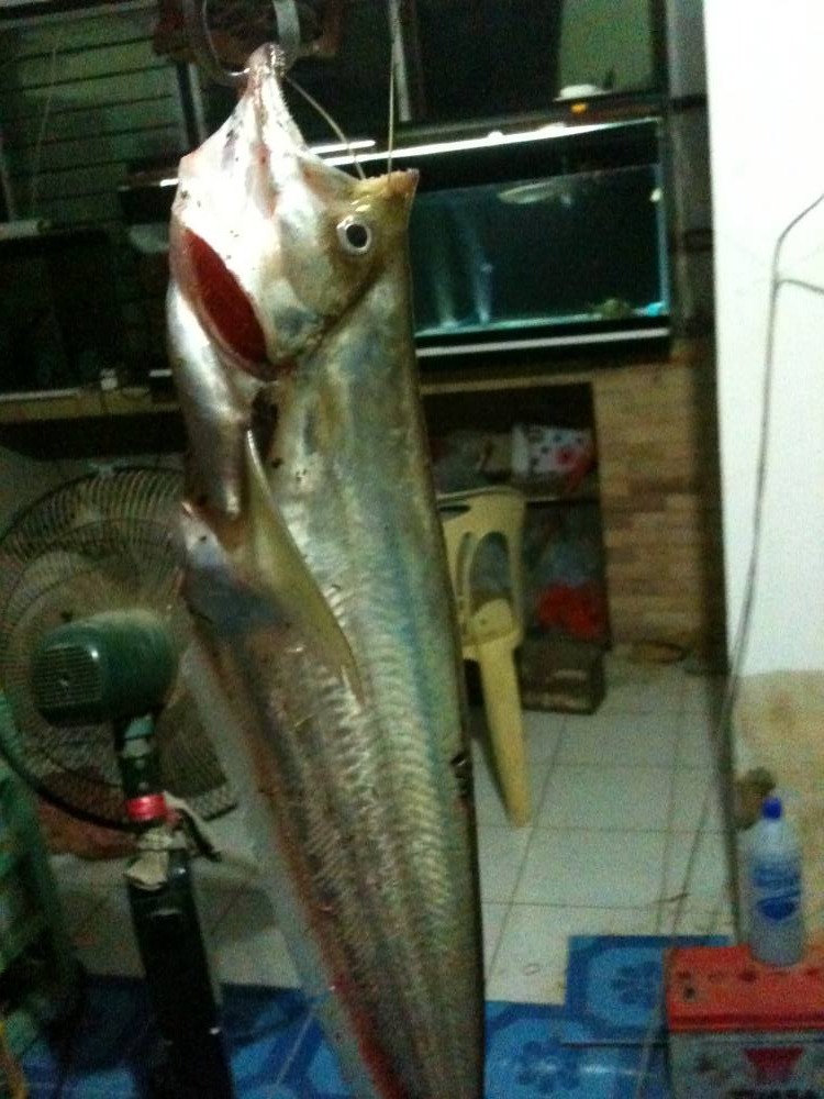 ปลาลพบุรีปี2556