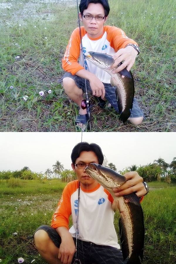 ^_^ สวัสดีปีใหม่ครับ...มีช่อนตัวอ้วนๆมาฝาก..^_^
