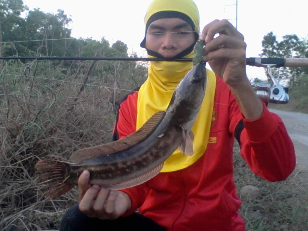 วันว่างๆ..กับช่อนใหญ่vsชะโดป๊อก ..กับเหยื่อสกัมฟร๊อก