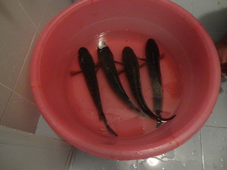 ลองเทสเหยื่อตัวใหม่คับ