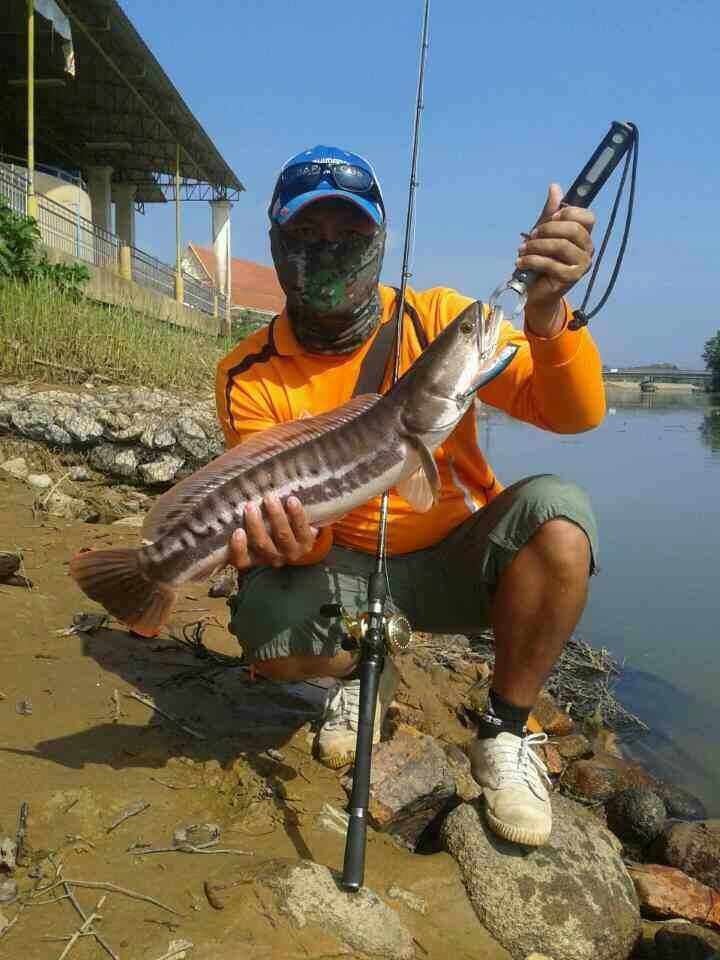 ชะโดต้นปี 57  (หมาย จ. พังงา)