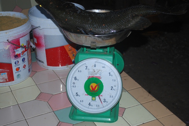 บ่อตกปลาหนุ่มบางวัว (บ่อปลารวม)ที่ 4.5-01-57