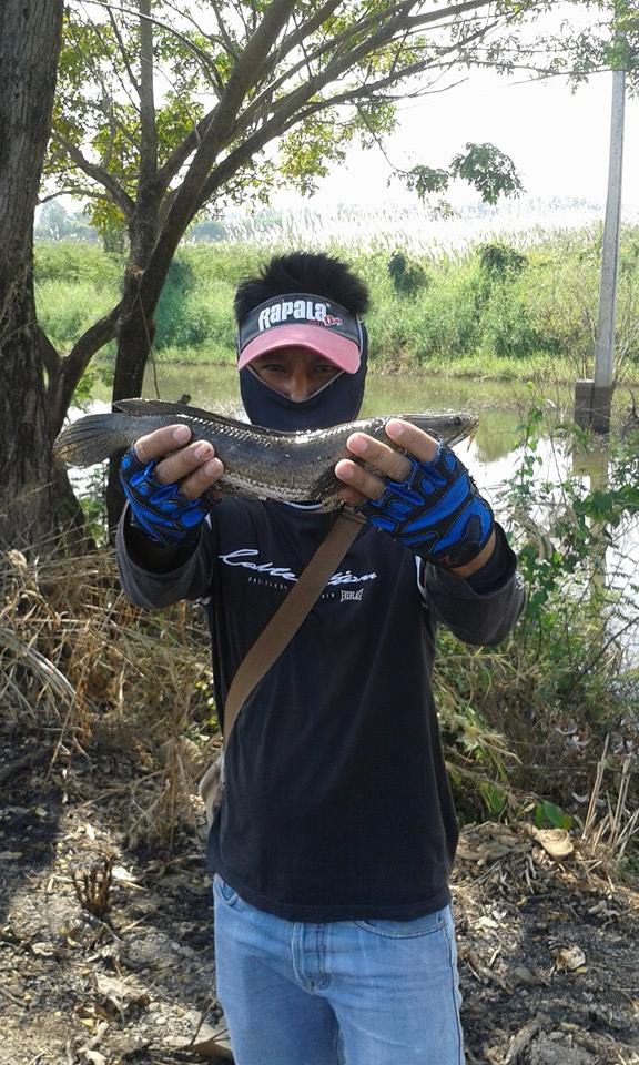 เมื่อวานไปล่า "ปลาชาน่อน" หมายใหม่แถว ต.ท่าพุทรา จ.กำแพงเพชร