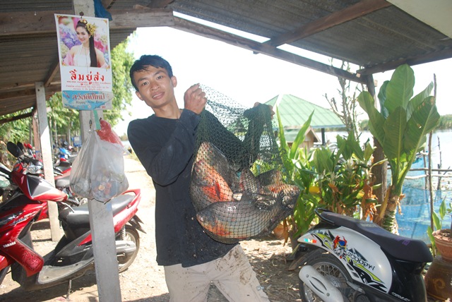 บ่อตกปลาหนุ่มบางวัว (บ่อปลารวม)ที่ 11,12-01-57