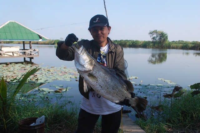 บ่อตกปลาหนุ่มบางวัว (บ่อปลารวม)ที่ 11,12-01-57