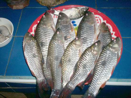 มันส์เดียว กับกระสูบจุดปลาครูของผม  รำลึกความหลังเมื่อ 9 ปีที่แล้วครับ 