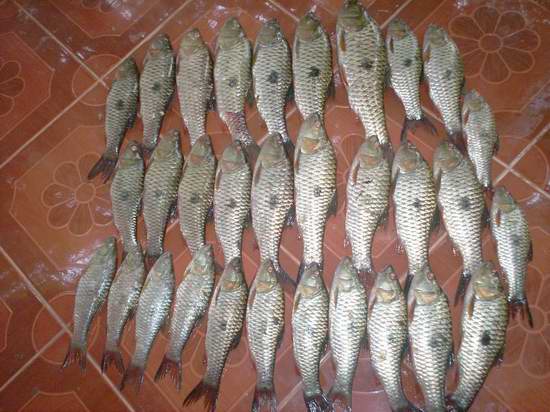 มันส์เดียว กับกระสูบจุดปลาครูของผม  รำลึกความหลังเมื่อ 9 ปีที่แล้วครับ 
