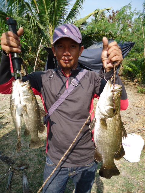 กะพงนะจ๊ะ...รอ "เสียบMan"