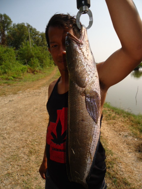 กะพงนะจ๊ะ...รอ "เสียบMan"