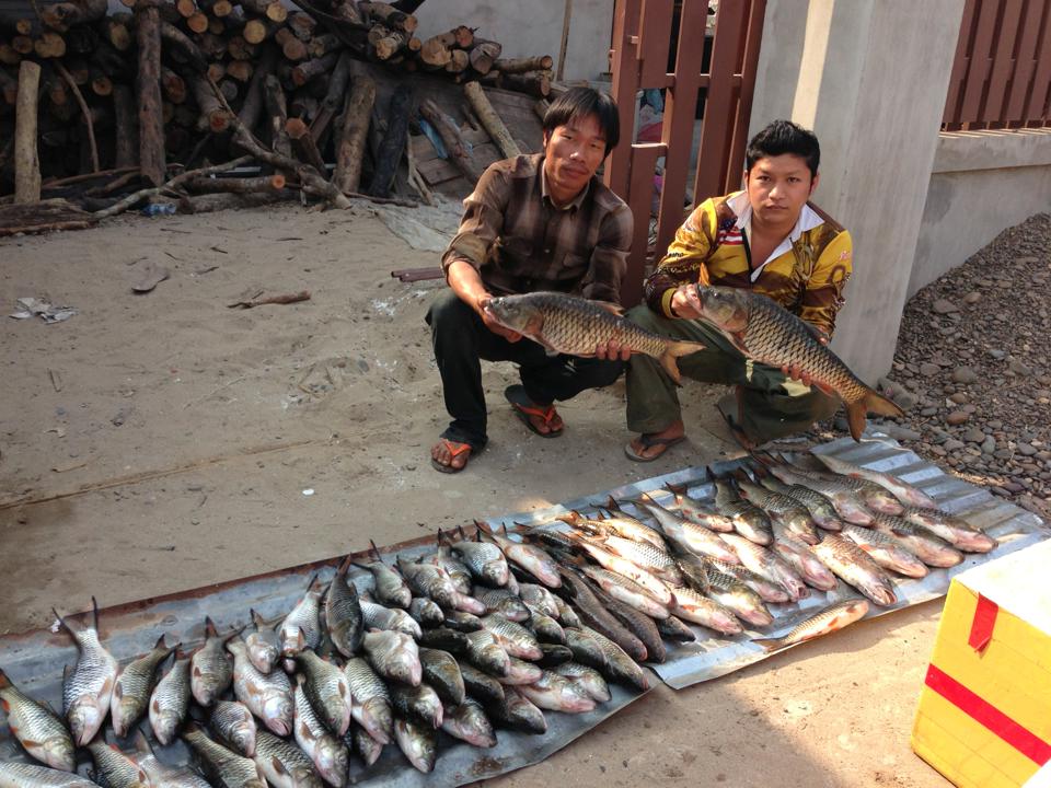 ปลากระสูบจากลาว