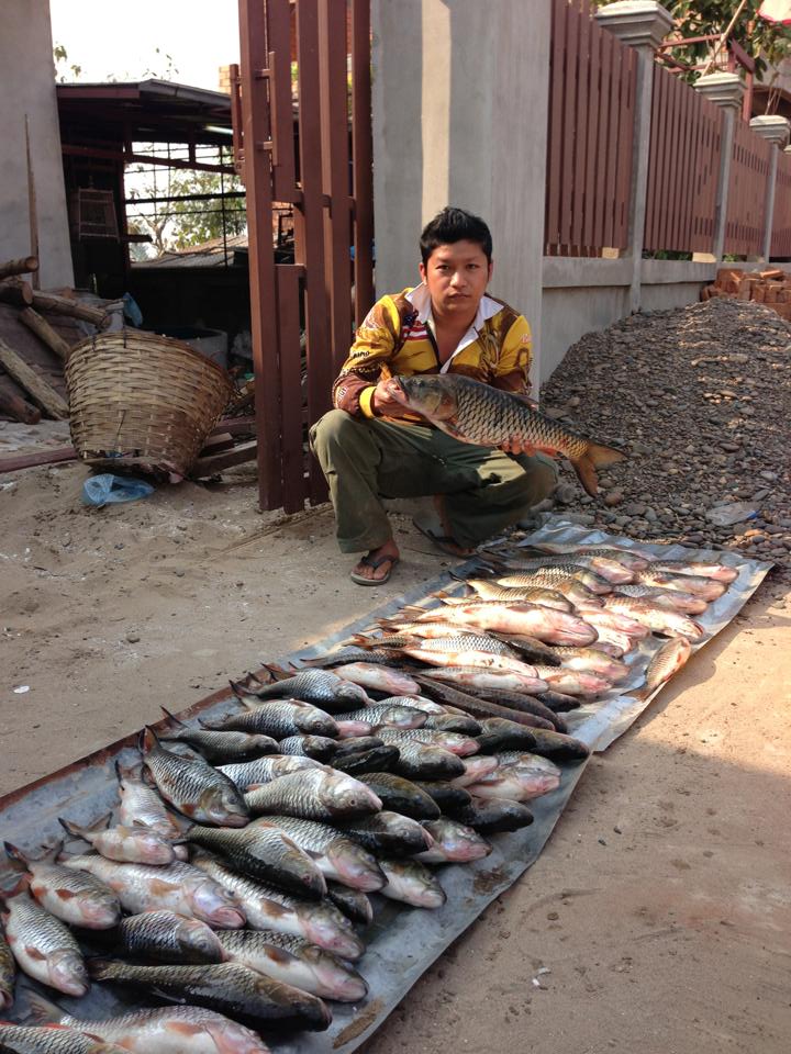 ปลากระสูบจากลาว