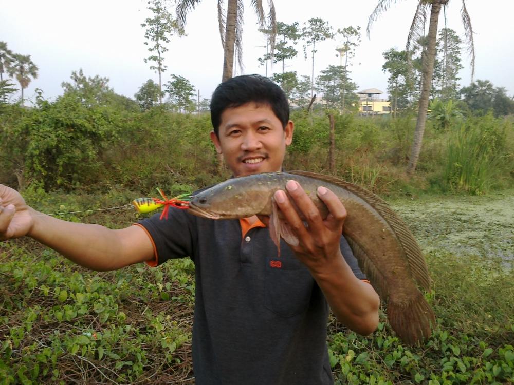 นี่แหละ SnakeHead Angler Club