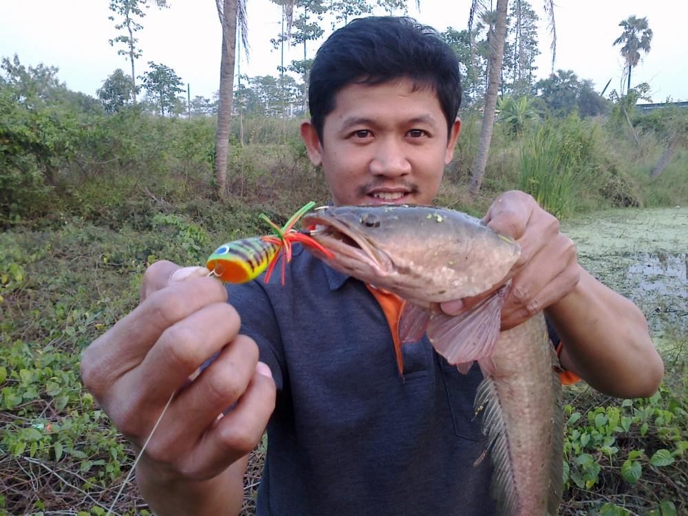 นี่แหละ SnakeHead Angler Club