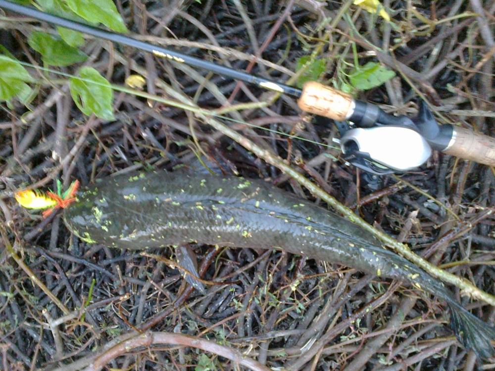 นี่แหละ SnakeHead Angler Club