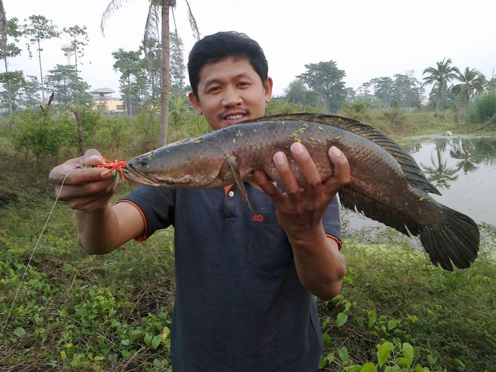 นี่แหละ SnakeHead Angler Club