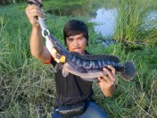 OWEN BAIT ปลาจิบ