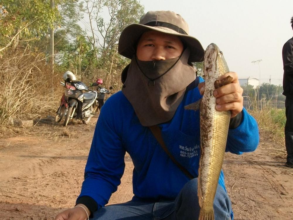 ปลาบ่อบำบัด