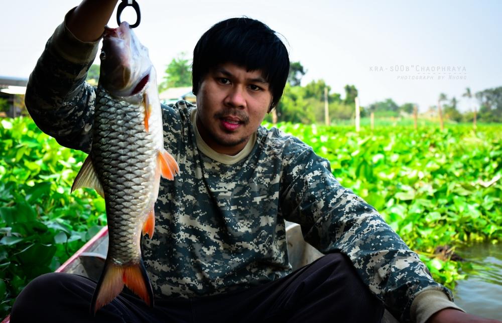 กระสูบเจ้าพระยา