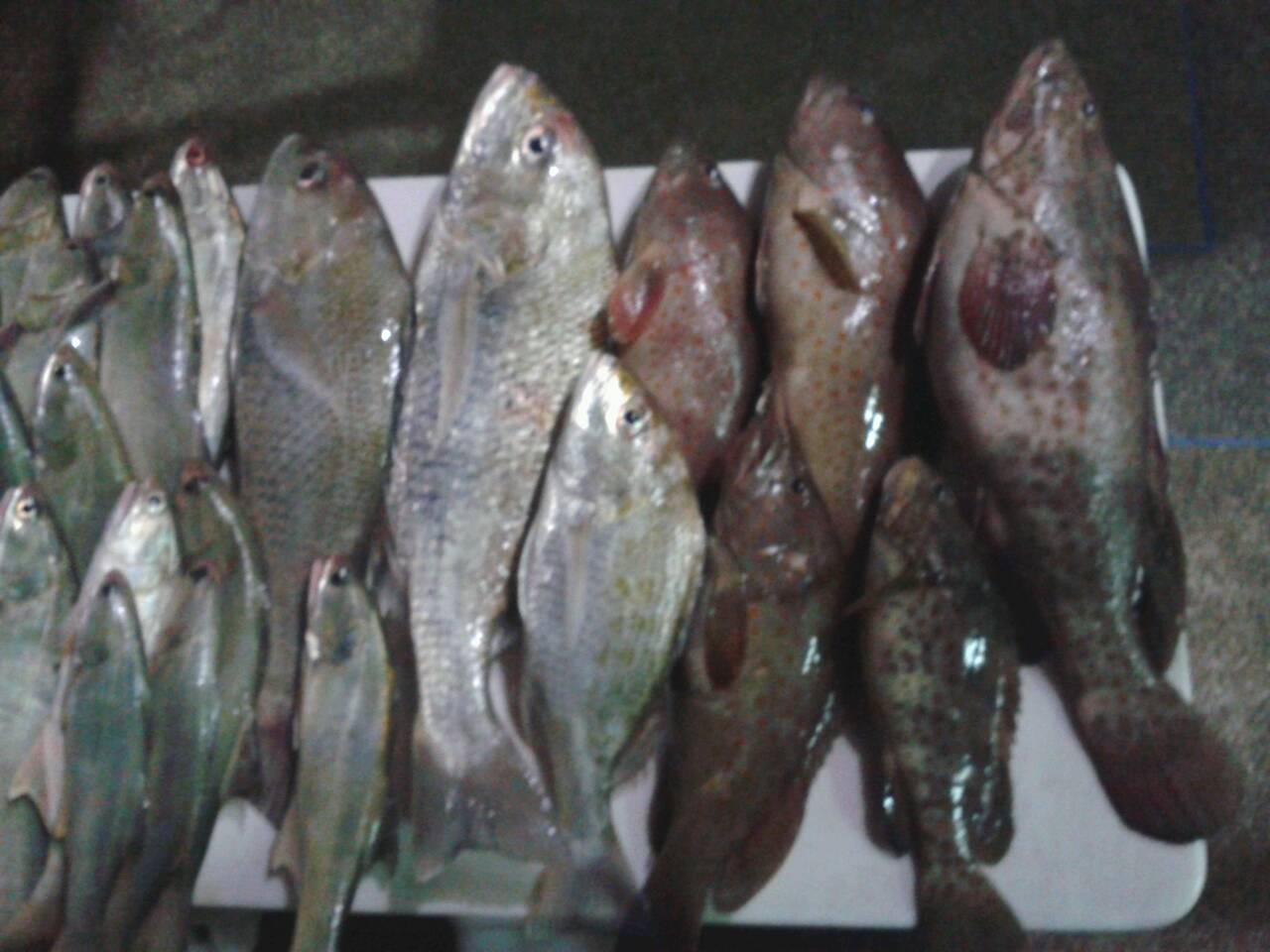 เมื่อ หัวหิน ลมเริ่มเบา