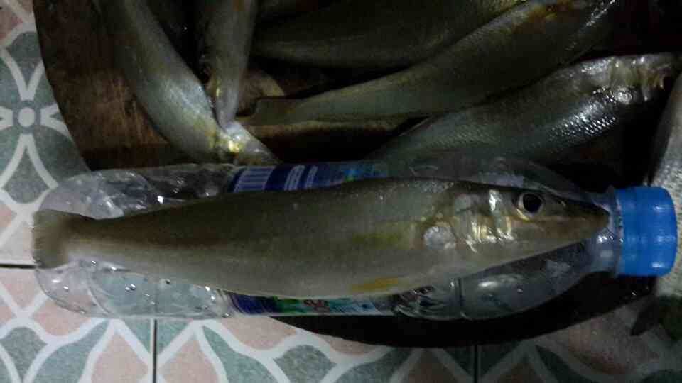 หมายตกปลาในตำนาน ทั้งปลากินและปลาเกมส์