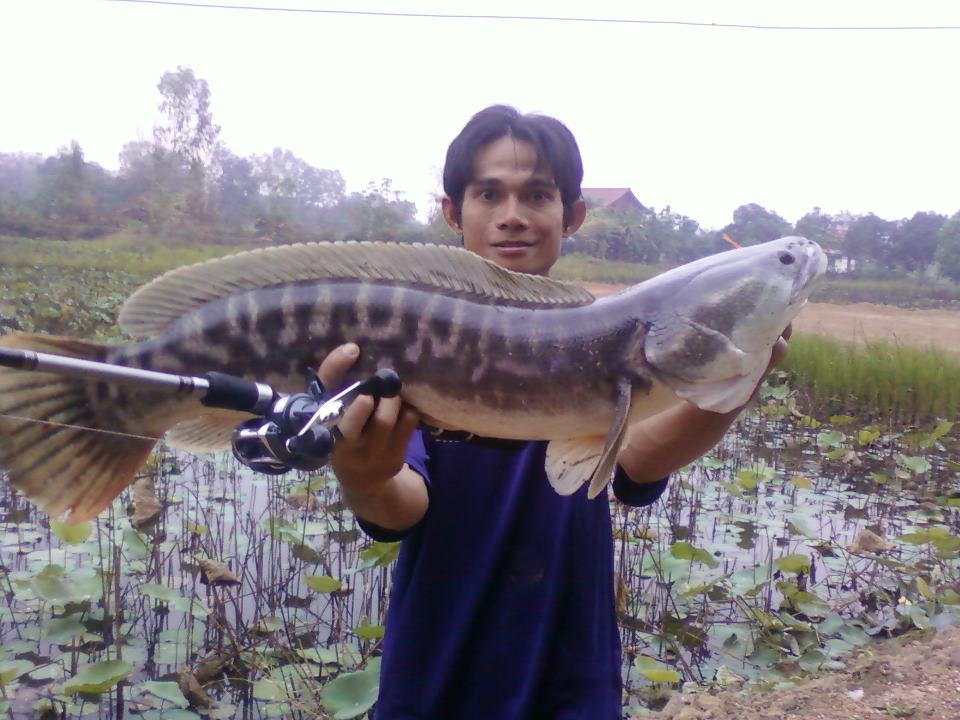 รบกวนถามน้าๆ ว่าช่วงนี้ปลาชะโดทำไมไม่ค่อยขึ้นจิบครับ