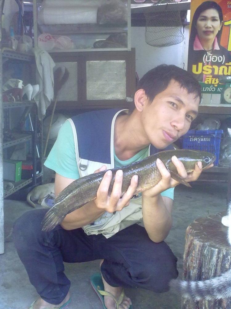 หยดน้ำไม้สัก รุ่นขุนพล คับบบบบบบบบ....