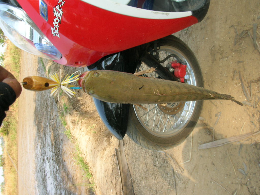 ทดลองส่ง..เทสเหยื่อคราบ
