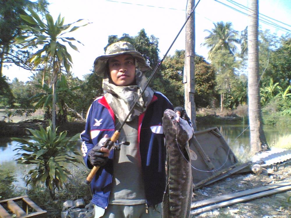 ชะโดยามเย็นกับคลองหน้าบ้าน