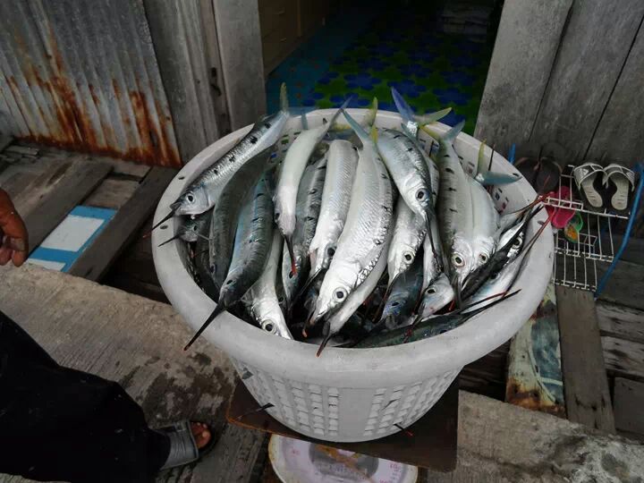 เรือเล็กควรออกจากฝั่ง..ตอน..ล่าตักเต๋า...กะไต๋เก๋แสมสารครับ.