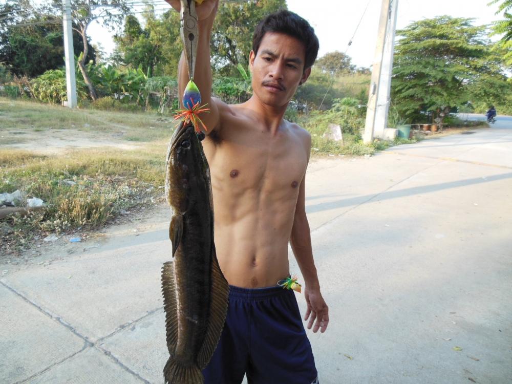 หลานมันเอามายั่ว