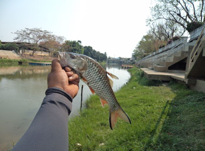 กระสูบแม่น้ำเพชรบุรี