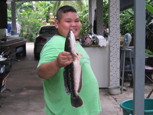 ป๊อกใบบ่อหลังบ้าน