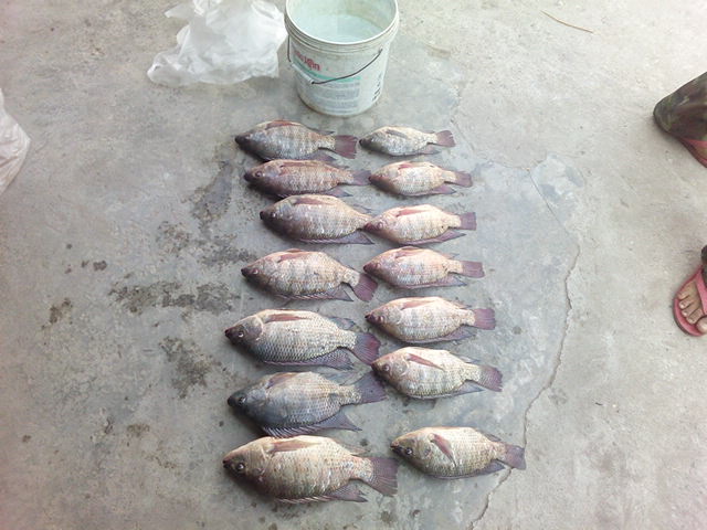 หน้าดินกะเค้ามั่ง