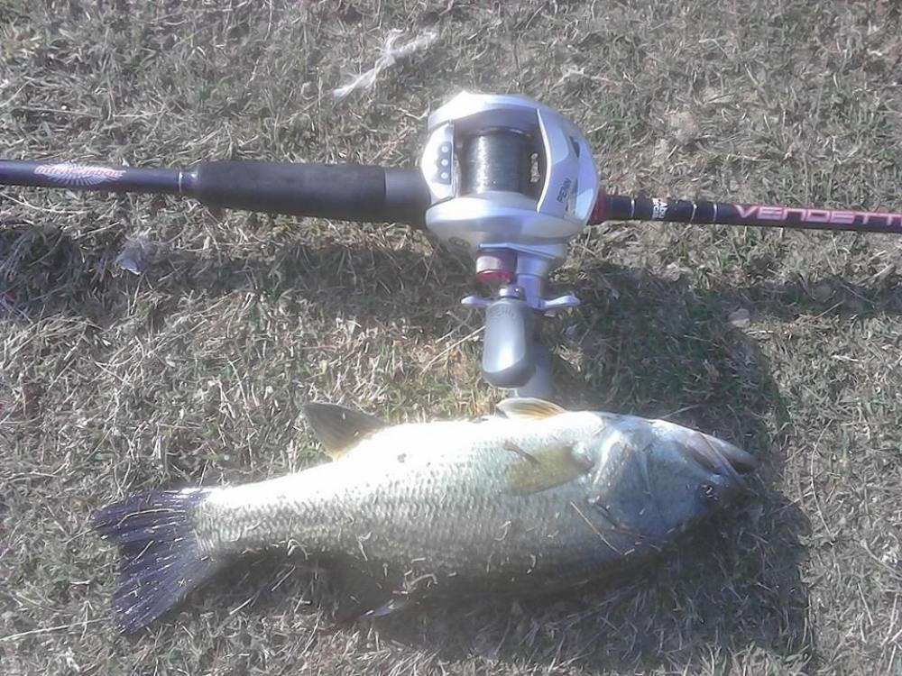 Bass in Lincoln park lake USA