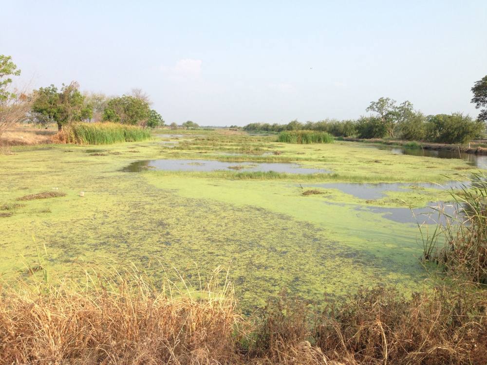 งานแข่งขัน KING OF FROG , KING OF TEXAS วันที่ 9 มีนาคม 2557