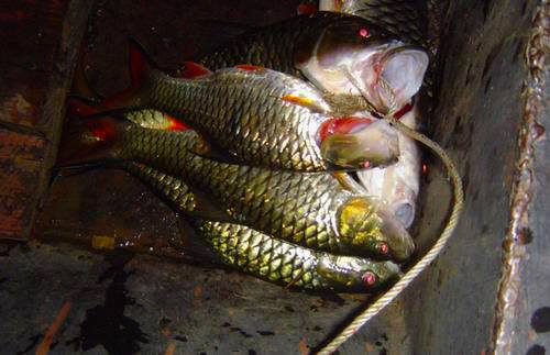 เรือนำตกปลา หมายธรรมชาติ กับพรานแม่น้ำจืด
