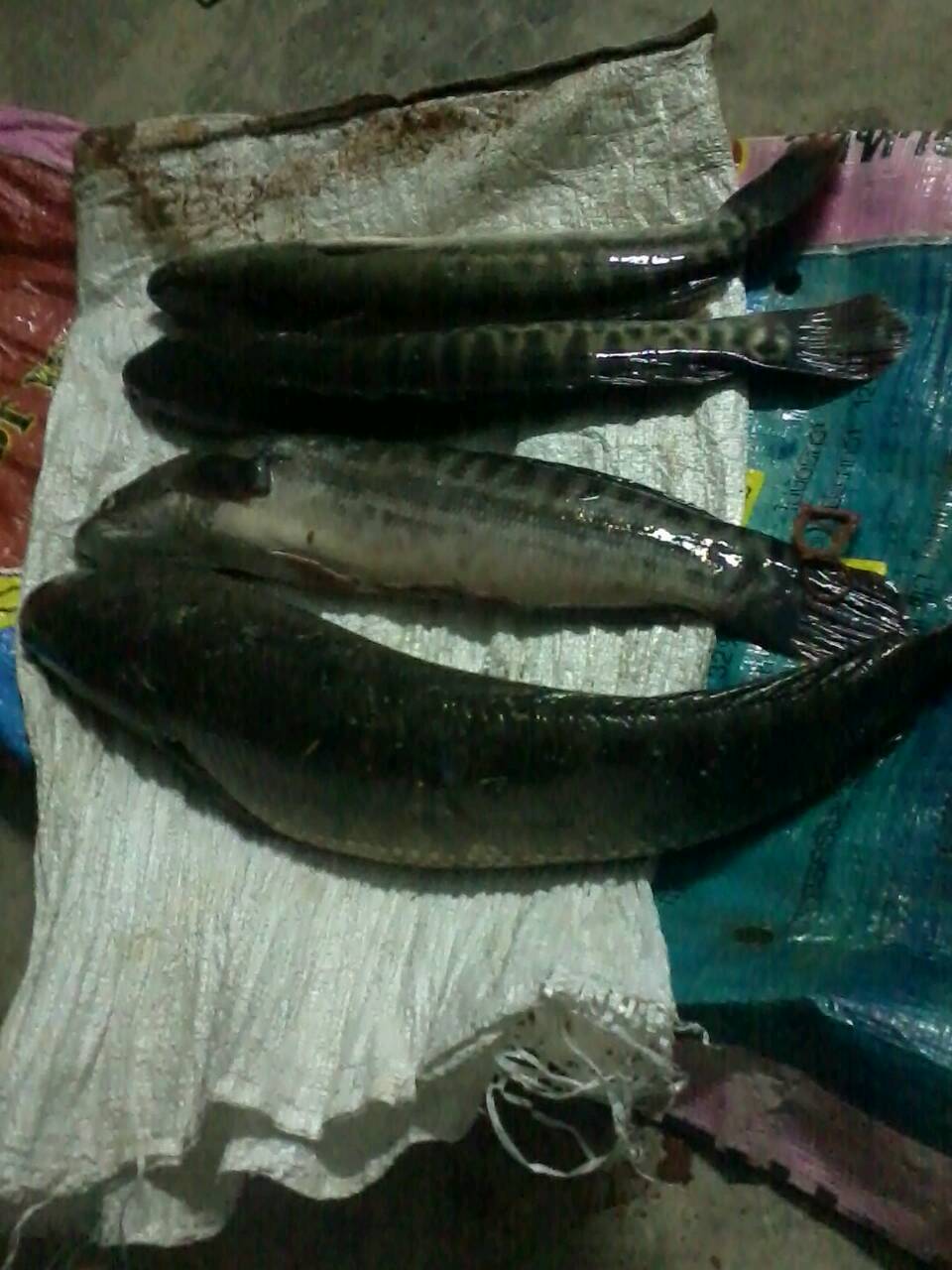 เจอช่อนใหญ่ & ชะโดไซร์มันๆ  งัดงัดงัด 
