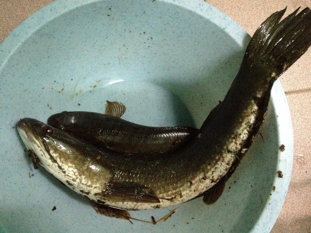 สุขใจ... เมื่อได้ไปตกปลา<กับเหยื่อchai-ubon>