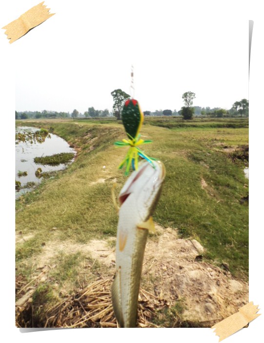 " กบโดด COBRA + ผลงานพอกะเทินค่ะ "