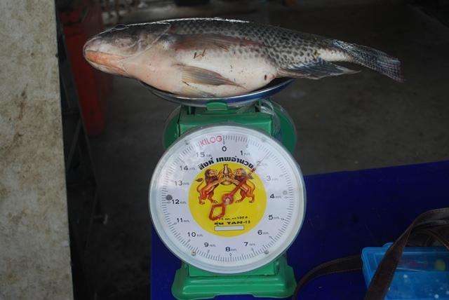 บ่อตกปลาหนุ่มบางวัว (บ่อปลารวม) วันที่ 8 - 03 - 57
