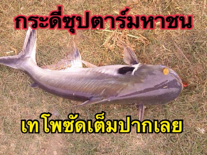 เสียงลึกลับปลายสายถามว่ากระดี่ของพี่ปลาสวายกินด้วยหรือ?