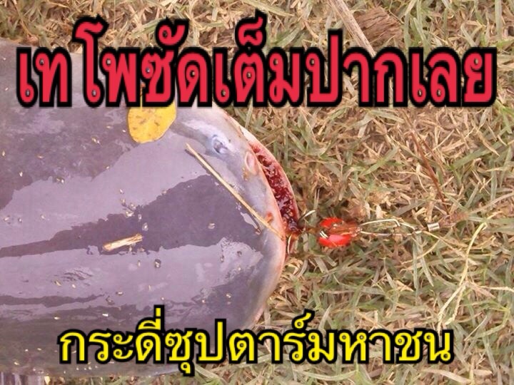 เสียงลึกลับปลายสายถามว่ากระดี่ของพี่ปลาสวายกินด้วยหรือ?