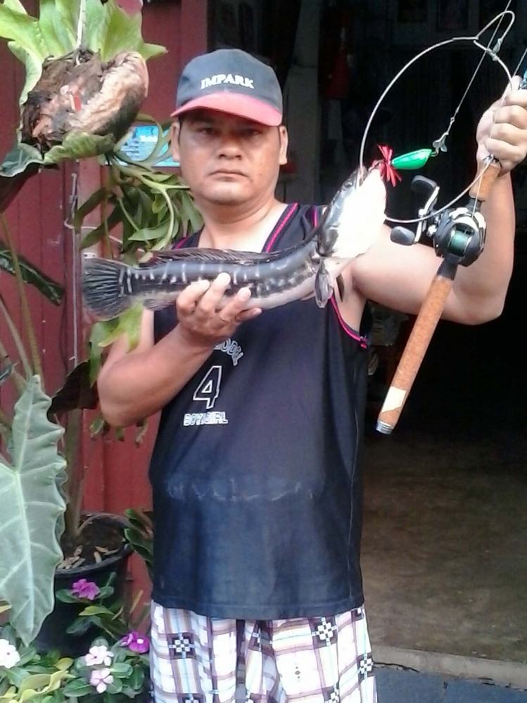 เขียวมรกตทํางานอีกแล้ว